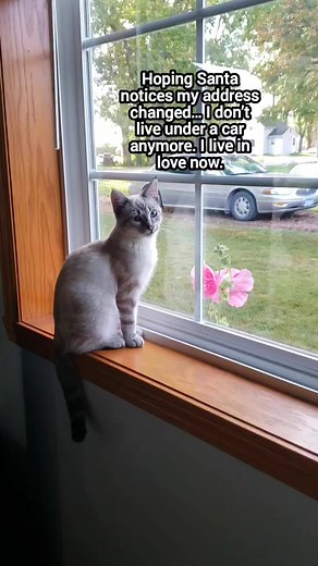 205K views · 16K reactions | Santa, you can find me easily now—love is my new address. ❤️ #FYP #RescueCat #SantaListUpdate #FromStreetsToSafe #AngelTheCat | Angel the Cat | Facebook