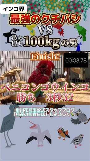 【掛川花鳥園公式】最強のインコとくるみ割り対決！果たして結果は！？ #掛川花鳥園 #birds #animals #shorts #ベニコンゴウインコ #redandgreenmacaw #筋肉