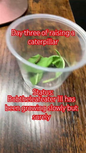 Day three of raising a caterpillar #trending #fyp #denzelwashington #cbum #nature