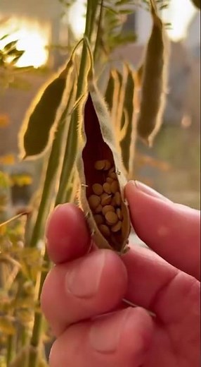 Peu de gens savent qu’on peut faire pousser des lentilles à la maison