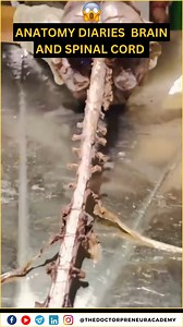 1.6M views · 5K reactions | Anatomy Diaries ‍⚕️易: Diving into the intricate world of the brain and spinal cord—where every neuron counts!  #anatomydiaries #brainandspinalcord #medstudentlife #neuroscience #medicaljourney #share | Dr Pranav Sharma | Facebook