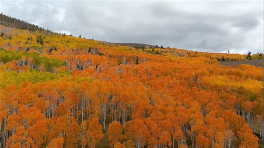 Drone Footage Reveals Vibrant Fall Foliage in Utah