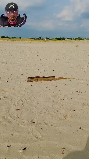 1.2K reactions · 5 comments | Alligator et son ami serpent | Faya Köbanga Kamanö | Facebook