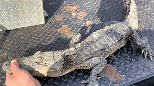 Alligators in West Tennessee? Fayette County sighting may not be the last