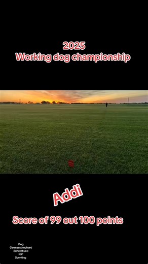 12K views · 262 reactions | 2025 tracking with Addi 99 100 points on his track. super proud of him 殺 #germanshepherd #dog #schutzhund #championship #igp #workingdog | Jessy’s Dog | Facebook