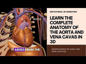 3D Animation: Gross Anatomy of the Aorta & Vena Cavas | Detailed Blood Vessel Anatomy