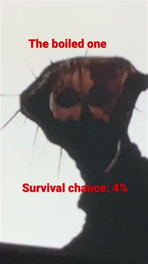 Top 5 Docter Nowhere Creatues.