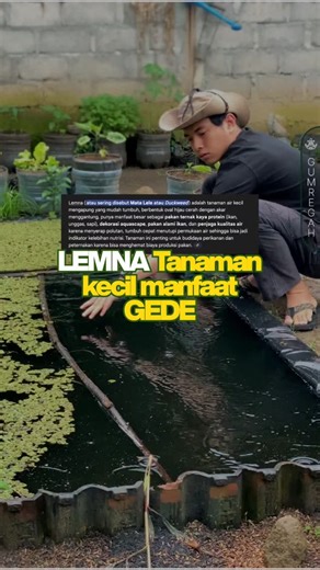 Gumregah | LEMNA (Mata Lele) – Tanaman Air Kecil dengan Manfaat Besar Tanaman kecil yang sering dianggap sepele ini ternyata punya peran besar di... | Instagram