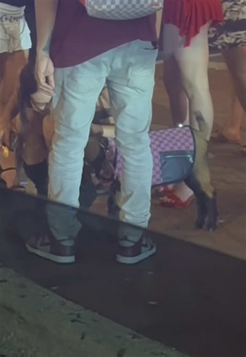 Is that a Goat? 😂🔥🔥 #fortlauderdale #florida #stache #goat #gucci