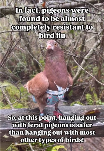 Pigeons and Bird Flu: What You Need to Know