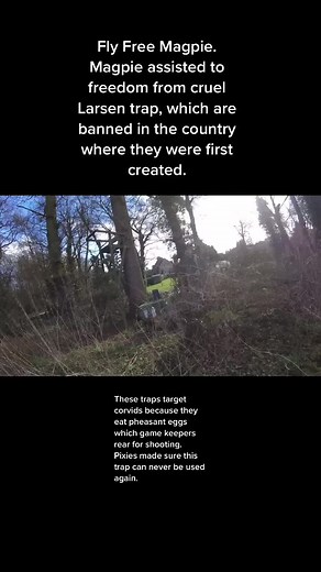 A Larsen trap with a distressed magpie inside was found. The decoy bird is used to encourage other magpies to take interest in the trap and fly into one of the open compartments, with the cage door closing as soon as the bird lands on the perch. Once checked by the person that set the trap, the newly caught magpie is killed in front of the decoy bird. These traps are banned in Denmark where they were first created, but fully legal here in the U.K. #huntsabs #huntsaboteurs #sabssavelives