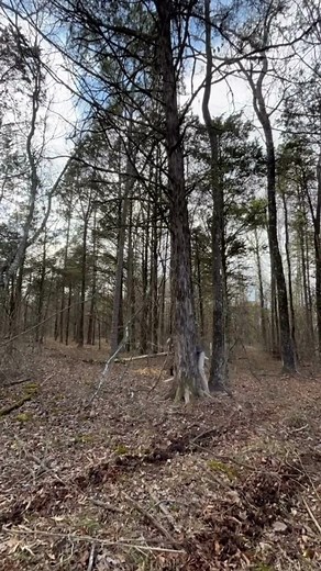 19K views · 192 reactions | From harvest to lumber!   @carterwitt | Norwood Portable Sawmills | Facebook