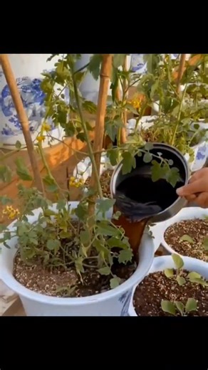 Arboles Frutales en Maceta on Instagram: "🔥¡Tus tomates nunca más serán pequeños! Mira esta fórmula secreta.. 👀🍅 ✅Si quieres aprender como cultivar Árboles Frutales en Macetas, toca el Enlace de mi perfil 🔗 #jardineria #jardin #arbolesfrutales #arbolesfrutalesenmaceta #bonsai"