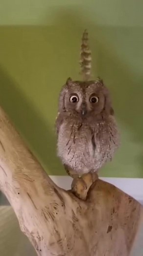Owls are very cute#owl #owlhouse #owls #owlsoftiktok #owllove | Owl