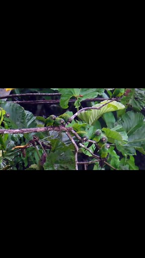 Dusky-headed Parakeet Aratinga weddellii | North Africa Parrot Services