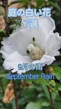 9月の雨🌧️ 庭の白い花7選✨ 庭の花 #庭の花 #花のある風景 #花風景 #山野草 #花のある暮らし #シニア 花 #太田裕美 #9月の雨 #白い花 #花のある庭 #秋の花 #シニア #タマスダレ