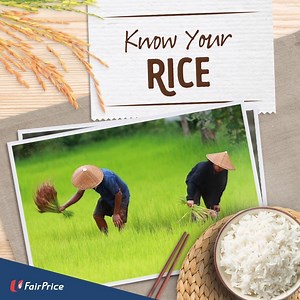 Rice is a staple in our dishes... but how well do you know it? 🤔 Find out how the unique characteristics of different types of rice can bring out greater flavour in your favourite dishes! | NTUC FairPrice