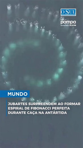 Ricardo Amorim on Instagram: "Duas baleias-jubarte foram registradas por drone formando uma espiral de Fibonacci perfeita enquanto caçavam na Antártida. O vídeo mostra o comportamento chamado de alimentação em rede de bolhas, em que as baleias criam uma barreira de ar para cercar suas presas. As imagens foram capturadas pelo fotógrafo holandês Piet van den Bemd durante uma expedição na Península Antártica. Ele publicou o vídeo em seu perfil no Instagram, onde viralizou pela precisão da espiral f