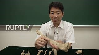 Japan: Scientists say 3,000-year-old skeleton may have been world's oldest shark attack victim