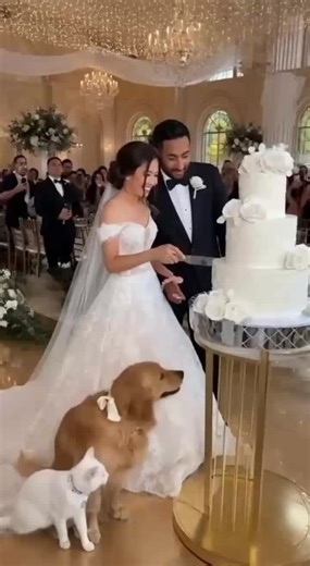 Bride and Groom Shocked — Dog and Cat Steal the Show 😂 #fyp #newtrend #newvideo