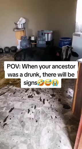 Funny Cow Moments Captured in Hilarious Video