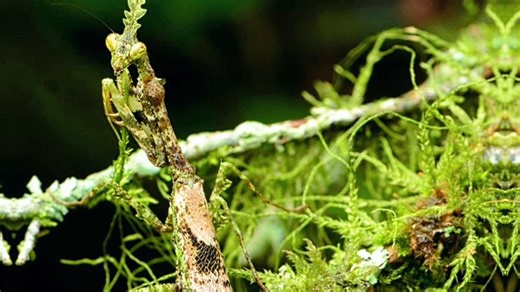 苔藓中的猎手：角胸屏顶螳螂