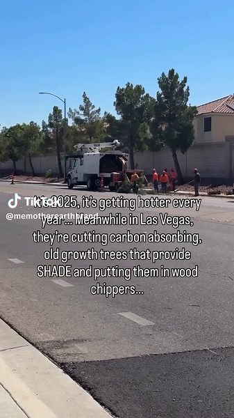 Why Tree Cutting is Affecting Our Neighborhood