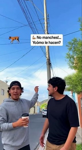 🐾 Este chiste de perros hizo reír a todo internet 🤣