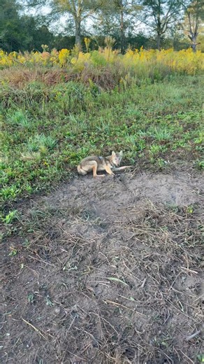And another fawn/poult killer down! #Coyote #trapper #trapperlife Black Water Trapping Supply Co. NO-BS LURES | Final Step Trapping