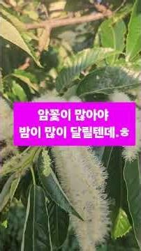 698 #밤꽃 #밤나무 #밤나무꽃 #스퍼민 #스퍼미딘 #비릿한향 #서기영 #숲보기 #숲해설가