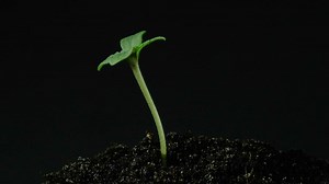 Download Growing plant rising from soil time lapse 4k footage. for free