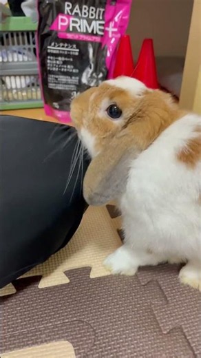 ママからおやつをもらったら可愛くお礼ができるたれ耳うさぎ #うさぎ #うさぎのいる暮らし #bunny #ホーランドロップ #shorts