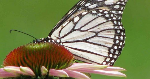 Big Cypress Tree State Park
