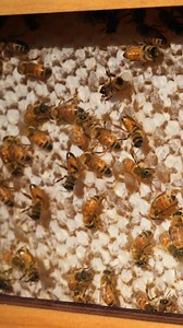 1.4K views | **Discover the magic of harvesting honey straight from the hive—without disturbing your bees. ✨** Join our Flow Hive Ambassadors at **booth 422** to see this revolutionary hive in action and learn how it makes beekeeping easier for you and your bees. Plus, we’ve got exclusive event specials waiting just for you! | Flow Hive | Facebook