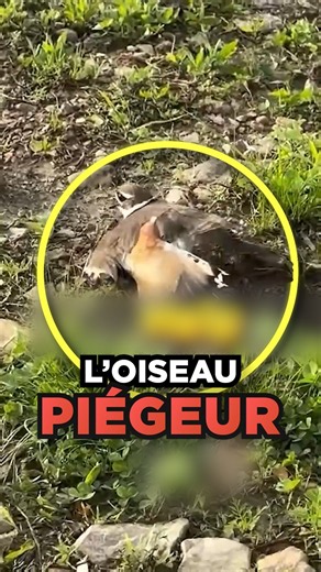 N'aide SURTOUT PAS cet OISEAU "BLESSÉ" ! #shorts #science