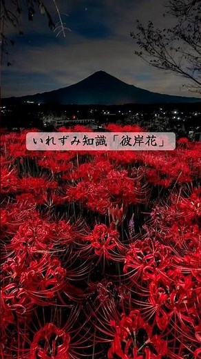 いれずみ知識~彼岸花~
