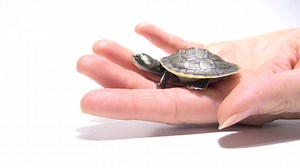This baby yellow-faced turtle hatched at Oklahoma City Zoo and Botanical Garden in September and was just two months old during this photoshoot. Currently this turtle and it’s sibling can be seen in the Oklahoma City Zoo’s herpetarium nursery. This species was first recognized in the early 1970’s as being unique, but it was not formally described until 1997. They’re found in Northern Australia and are distinguishable by the yellow coloration of their faces. Turtles and tortoises are the most end