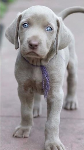 Blue-Eyed Beauty! Silver Lab Puppy Exploring the USA!