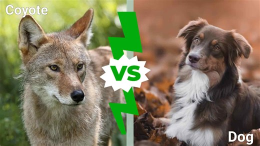 Dogs vs Coyotes: What Are the Differences?