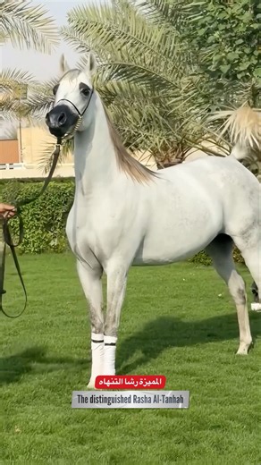 المميزه رشا التنهاه من انتاج مجك أوف شوان🐎 #horse #pets #خيل #animals