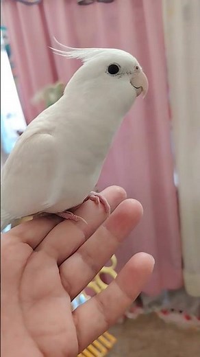 Adorable Cockatiel Chicky's Super Cute Singing Moments 🎶🦜☺️🤍 #cockatielscraze