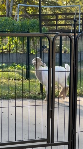 55K views · 8.2K reactions | Beats to her own drum! | From Suits to Boots | Facebook