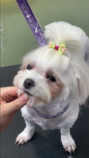 Transforming a Maltese: Adorable Haircut and Styling After Bath Time!