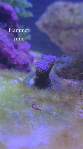 I bought this hammer coral earlier this year, and it was fine until I started changing the rockwork n completely receded. so as a last ditch effort I just placed it in the larger saltwater tank. been about 2 weeks, and more flesh has grown and now the heads are starting to plump back up! 🔥🔥🔥🔥