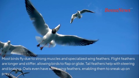 The weird and wonderful world of bird feathers