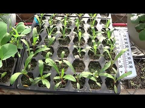 How To Grow And Care For Gomphrena Flowers