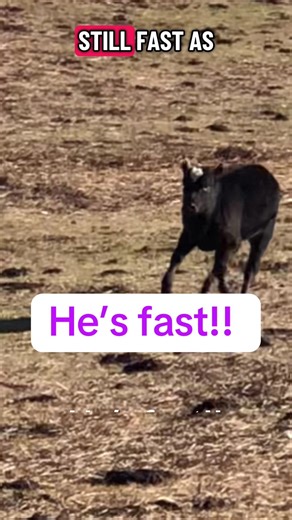 Cows, hay, tractors & The Cussing Farmers #cow #farmer #farming #funny #cattle