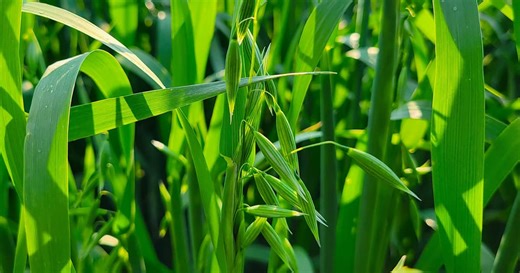 Wheat Pete's Word, Jan 21, 2026: Oat yield, sulphur wins, cover crop uses, and winter kill questions