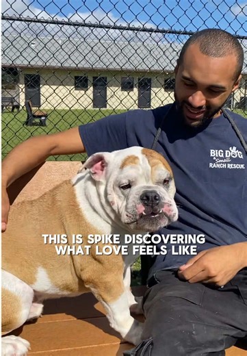 This is Spike discovering what love feels like. ❤️ A 4-year-old, charming, and mellow English Bulldog, Spike is finally learning what it means to feel safe and cared for. After being surrendered to a high volume kill shelter in Miami, he was rescued by Big Dog Ranch Rescue and is now looking for a calm, loving forever home where he can truly decompress. Spike is a low maintenance, gentle companion who is already housetrained, walks well on a leash, and gets along well with other dogs. He thrives