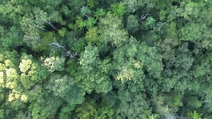 flying over treetops in dense forest (looking down at conifer and deciduous trees) 4k nature drone shot, birds eye view landscape